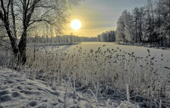 Picture ice, winter, forest, snow, river, reed