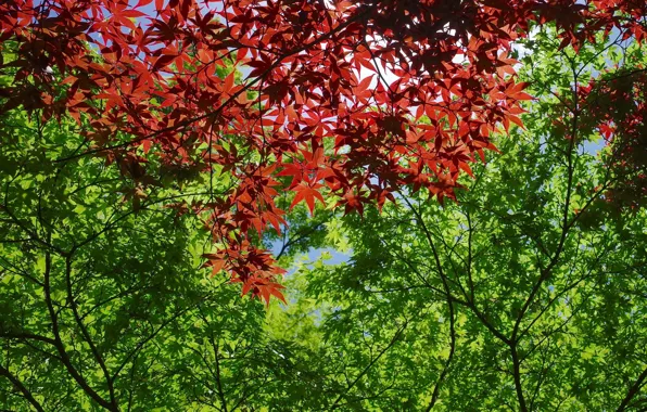 Leaves, trees, red, green