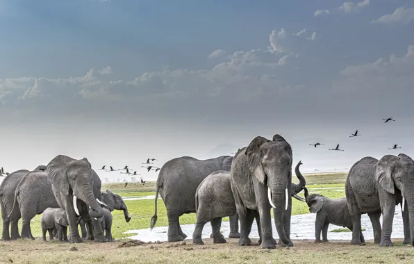 The sky, birds, elephant, Savannah, walk, elephants, a herd of elephants