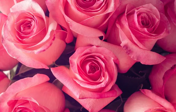 Picture flowers, close-up, bouquet, buds, Abelena
