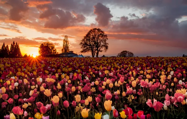 Picture field, the sun, trees, flowers, tulips, a lot