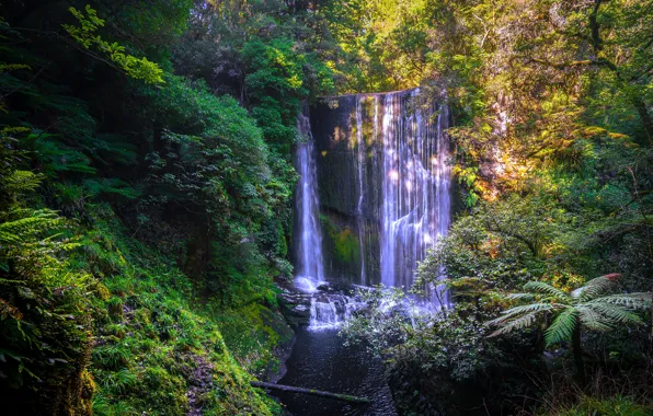 Greens, forest, light, tropics, Palma, thickets, vegetation, waterfall
