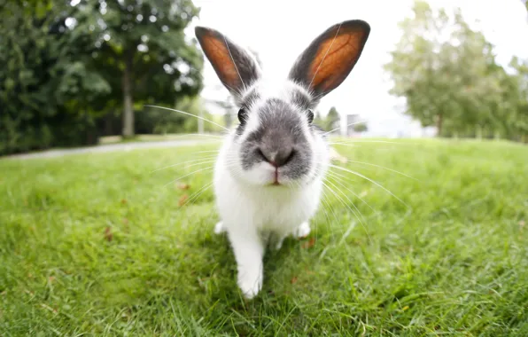 Grass, look, trees, nature, Park, hare, rabbit, walk