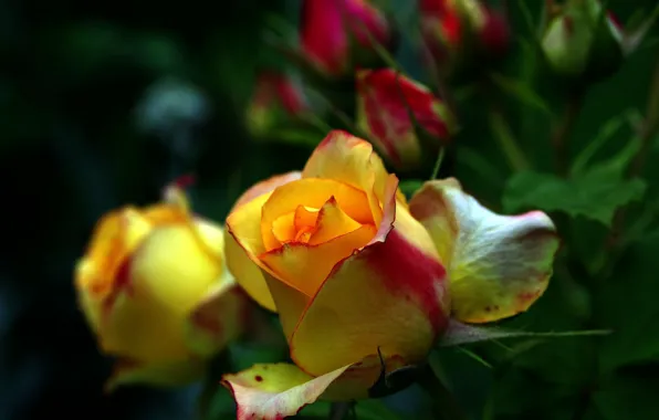 Blur, yellow roses, rosebuds