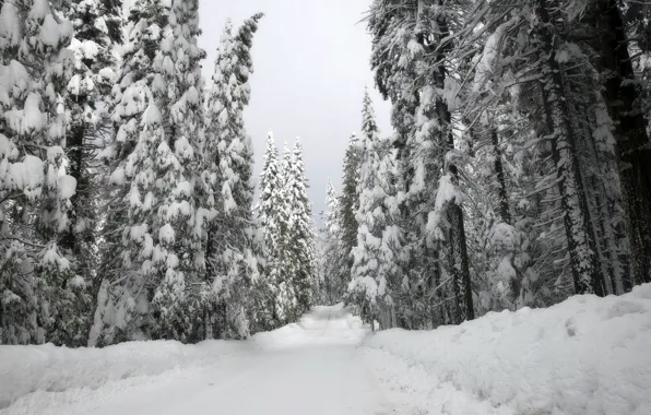 Picture winter, road, forest