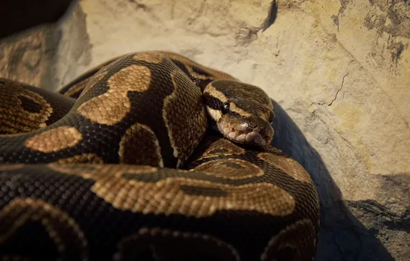 Download wallpaper stone, snake, Python, section animals in resolution ...