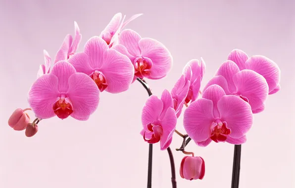 Flowers, pink, tenderness, petals, Orchid