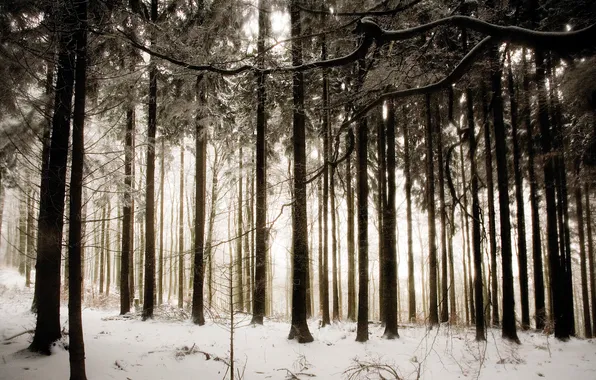 Picture winter, forest, snow, trees, nature, photo