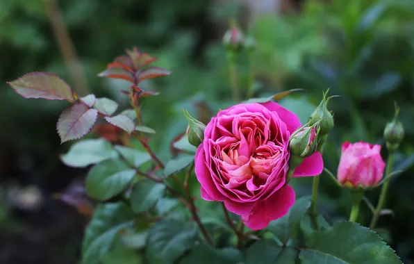 Picture pink, rose, Bud