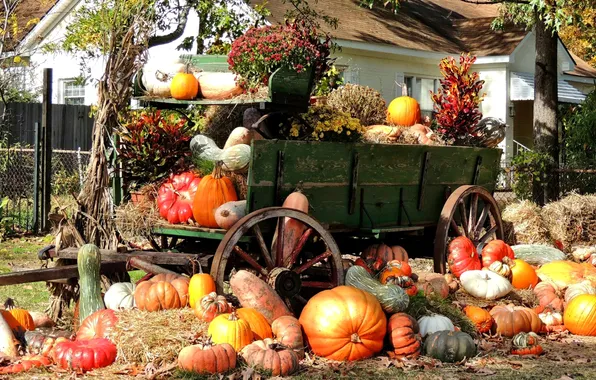 Picture autumn, house, tree, harvest, pumpkin, wagon, estate, who