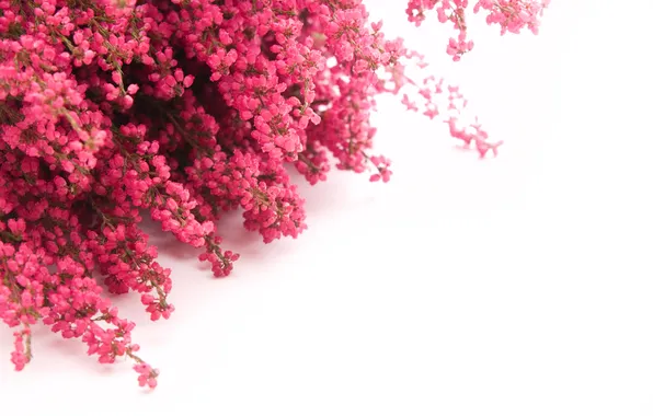 Flowers, branches, bunch