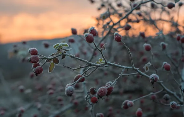Frost, autumn, branches, Bush, fruit