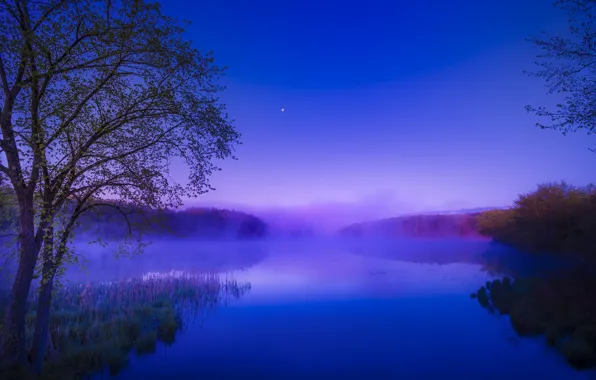 Picture forest, summer, fog, river, dawn, morning