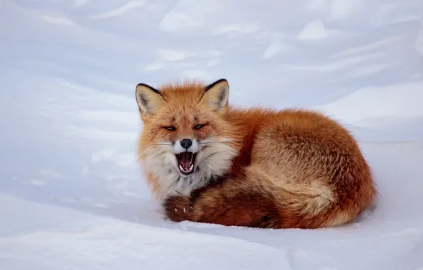 Winter, face, snow, mouth, Fox, lies, Fox