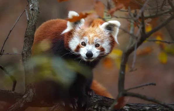 Autumn, branches, foliage, red Panda, face, bokeh, red Panda
