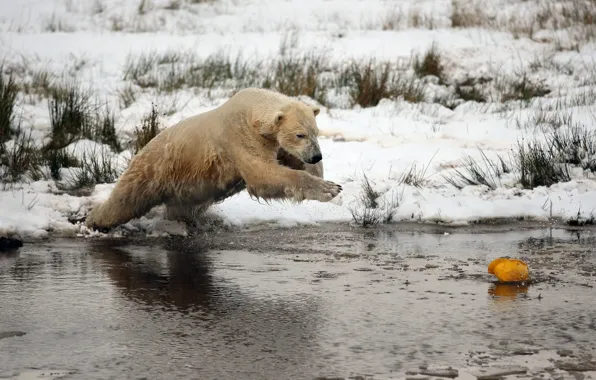 Winter, snow, bear