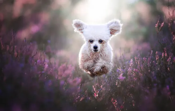 White, face, joy, happiness, flowers, nature, pose, jump