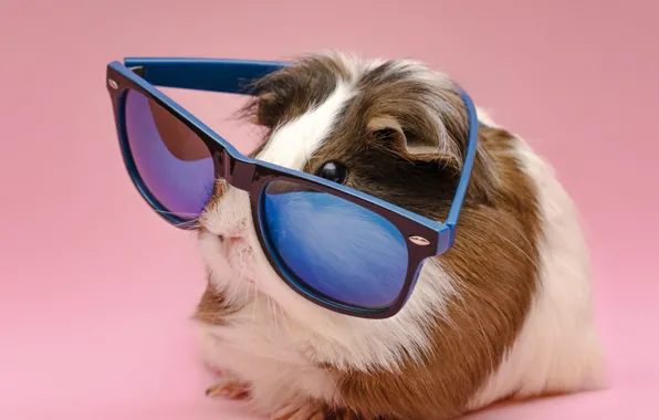 Muzzle, Guinea pig, pink background, sunglasses