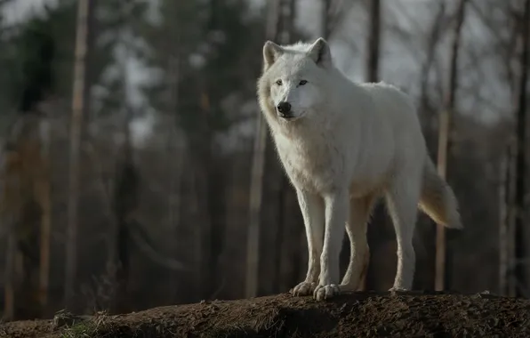 Nature, face, animal, wolf, wildlife, head, fur, mammal