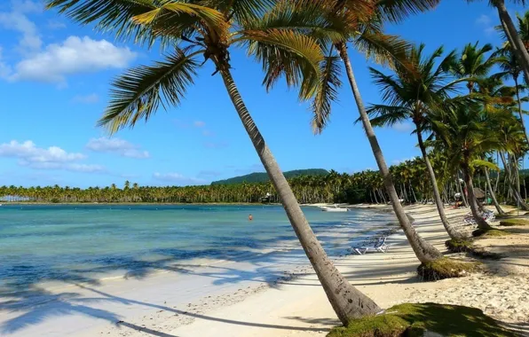 Sand, sea, the sky, water, clouds, palm trees, shore