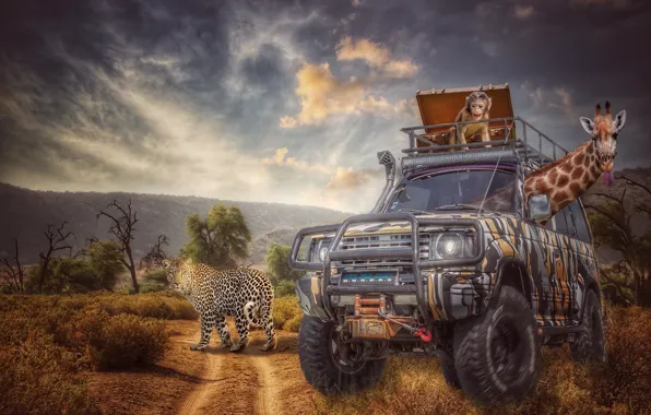 Machine, animals, giraffe, monkey, leopard, car, Safari