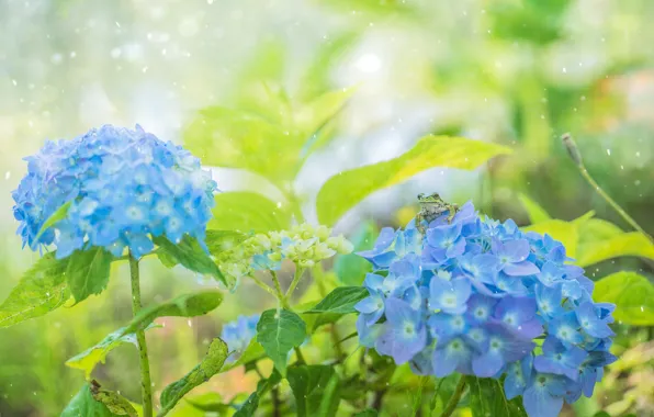 Picture greens, summer, leaves, drops, macro, flowers, rain, blue