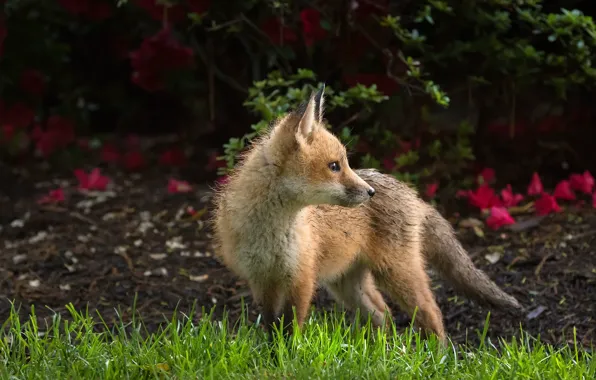 Picture flowers, look, Fox, red, garden, face, glade, leaves