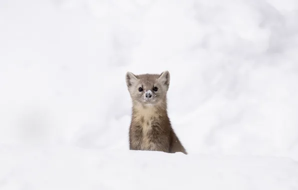 Winter, look, snow, pose, face, marten