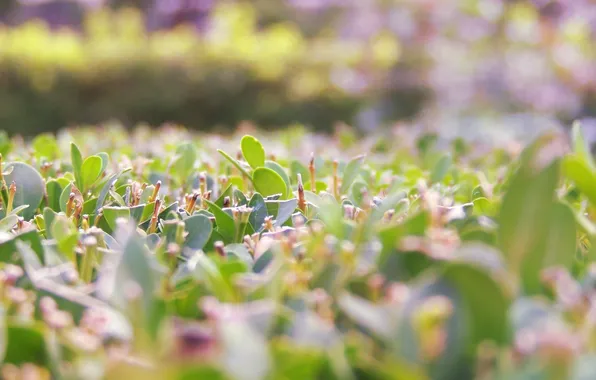 Picture leaves, the bushes, Bush