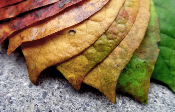 Picture BACKGROUND, LEAVES, COLOR, MACRO, SHEETS