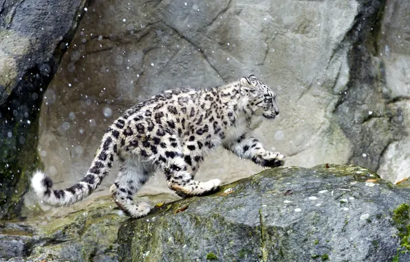 Picture IRBIS, snow leopard, is