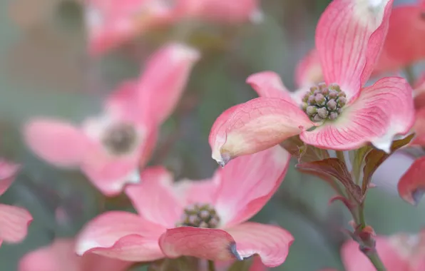 Leaves, flowers, branches, plant, petals, flowerbed, veins, serdtsevini