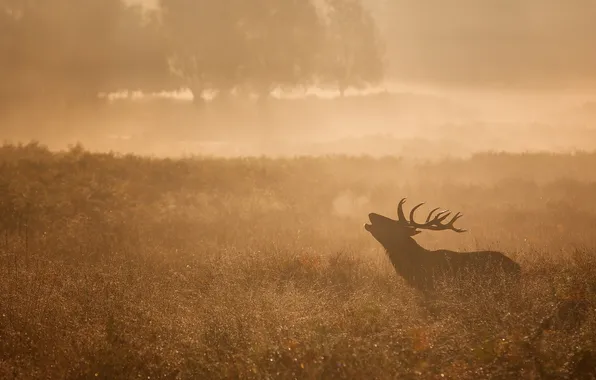 Picture deer, morning, meadow