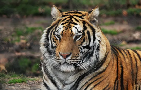 Picture tiger, animal, predator