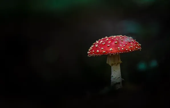 Picture mushrooms, mushroom, black background