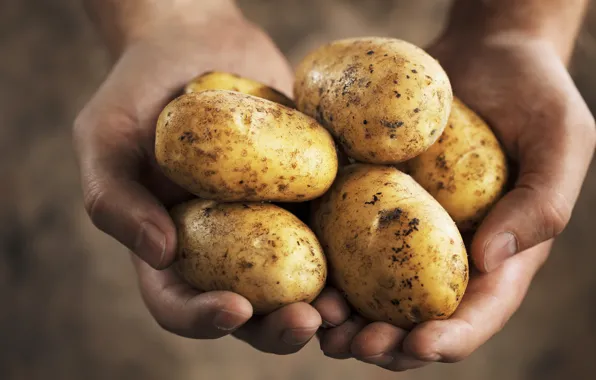 Hands, harvest, potatoes, farmer