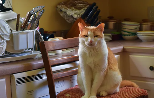 Cat, cat, look, pose, comfort, house, interior, red