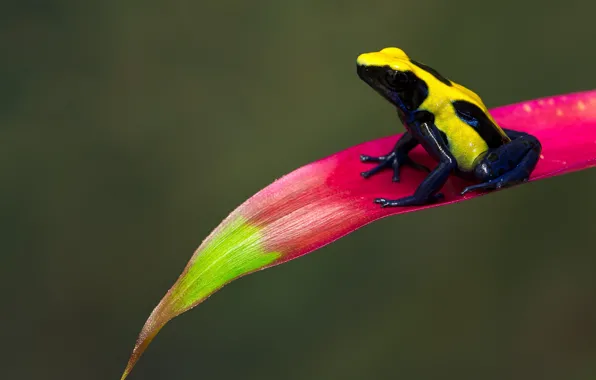 Background, pink, leaf, frog, color, bright, spotted, bright color