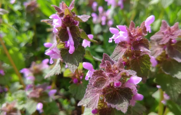 Meadow, meadow flowers, lilac, April, spring 2018, Mamala ©