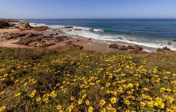 Sand, sea, wave, beach, summer, the sky, flowers, stones