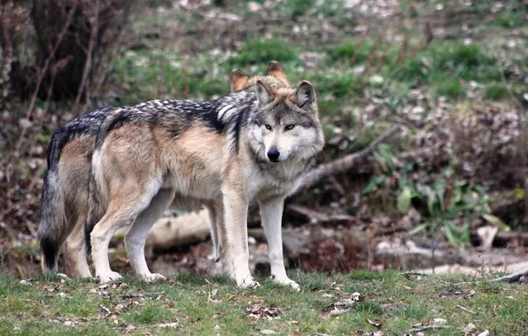 Nature, snow, predator, face, animal, wolf, wildlife, portrait