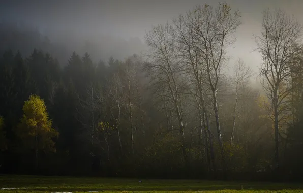 Picture autumn, forest, trees, fog, haze