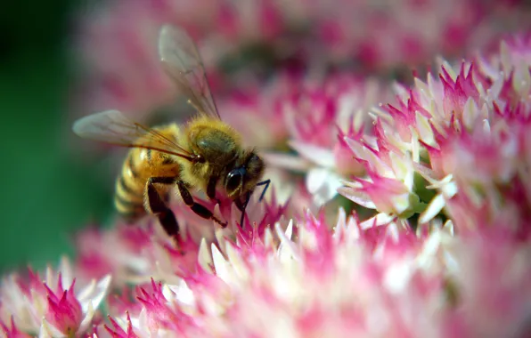 Picture flower, bee, pink