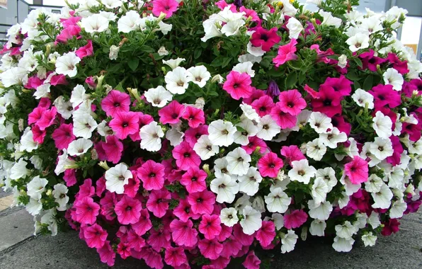 Flowers, Bush, petunias