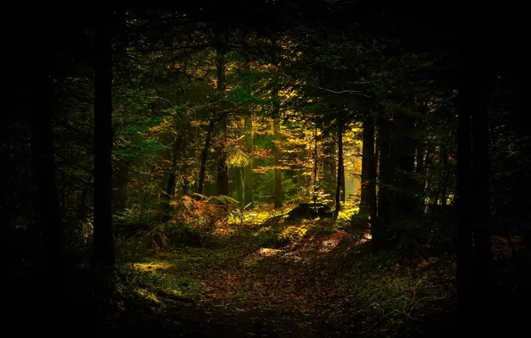 Picture autumn, forest, light, trees, branches, the dark background, foliage, trunk