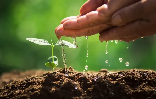 Water, life, sprouts, hands