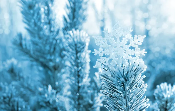 Winter, macro, snow, needles, branches, nature, tree, pine