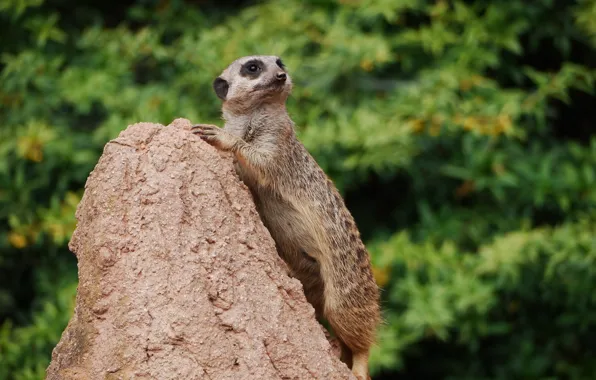 Picture look, hill, meerkat