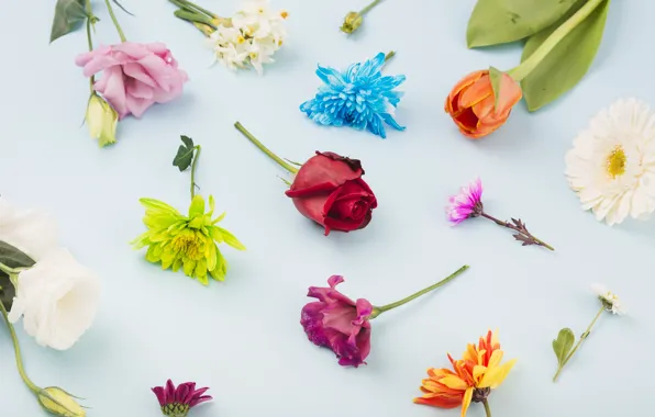 Flowers, roses, Colorful, flowers, decor, blue background, eustoma