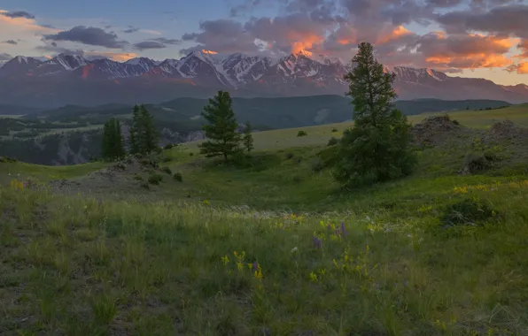 Grass, trees, landscape, mountains, nature, Altay, The North-Chuyskiy ridge, Vladimir Ryabkov